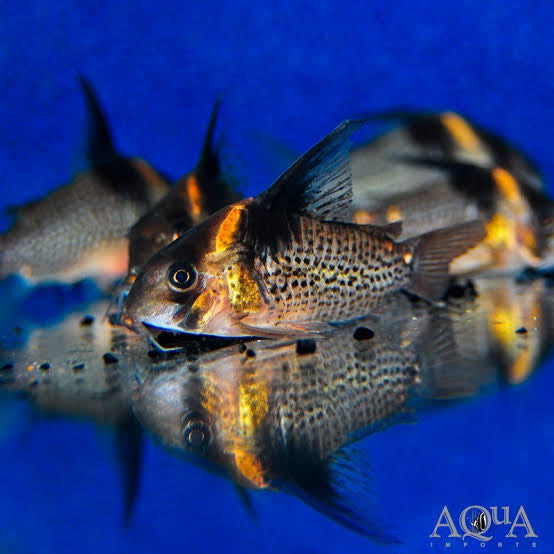 Corydoras CW027 High Fin Spotted Cory 4cm