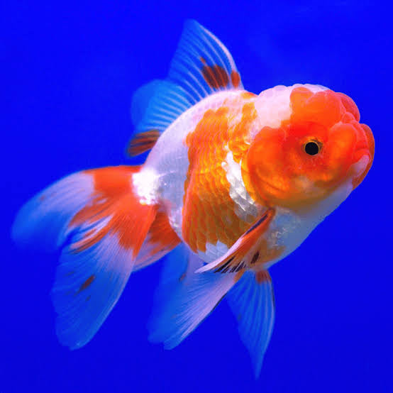 Assorted Oranda Goldfish 8cm