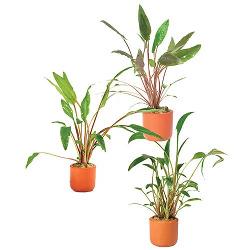Assorted Crypts 3cm Terracotta Pot - 3 Pack