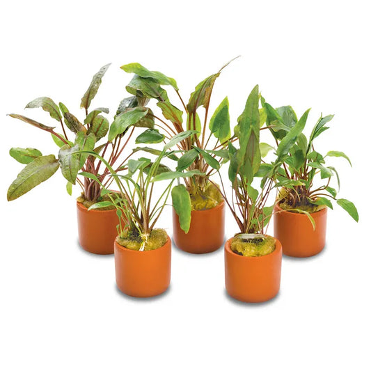 Assorted Crypts 3cm Terracotta Pot - 5 Pack