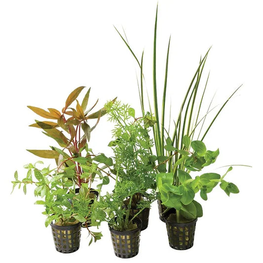 Assorted Terrarium Plants in 5cm Pots - 5 Pack