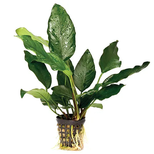 Assorted Anubias 5cm Pot
