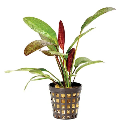Assorted Echinodorus 5cm Pot - 3 Pack