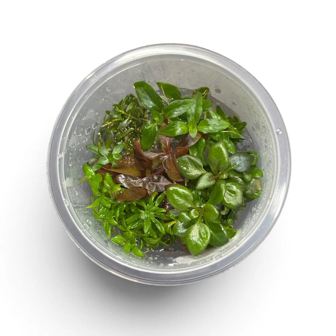 Tissue Culture 5-in-1 Emerald Stardust Cup