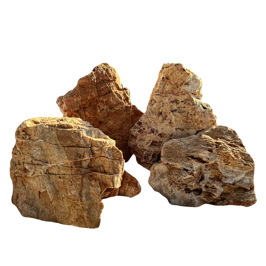 Petrified Rock (Maple Rock)