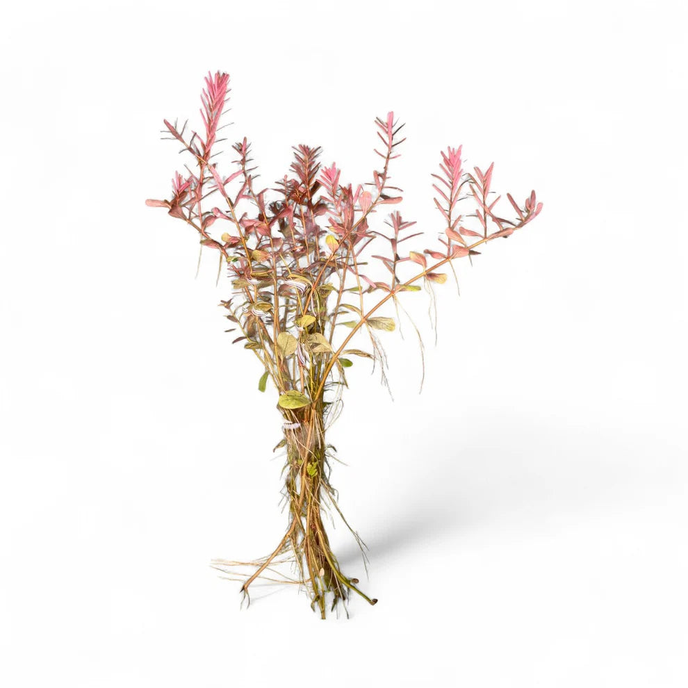 Rotala Orange Juice