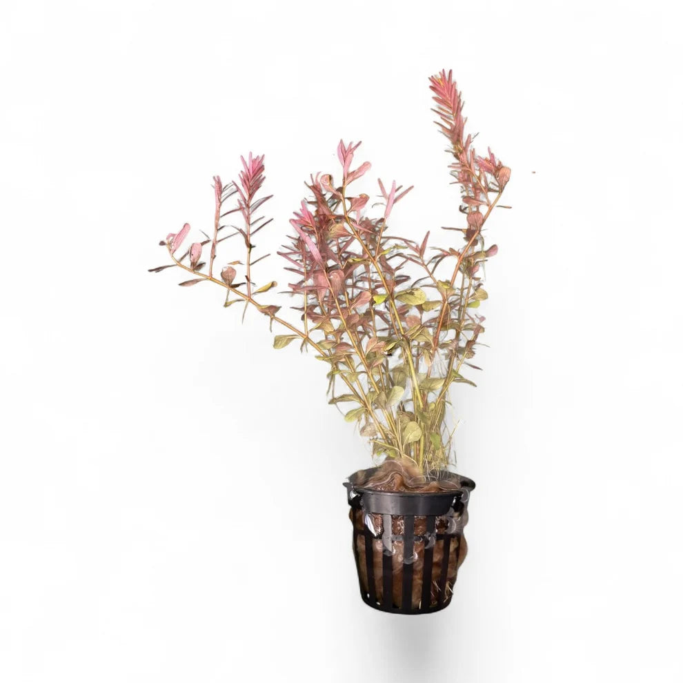 Rotala Orange Juice