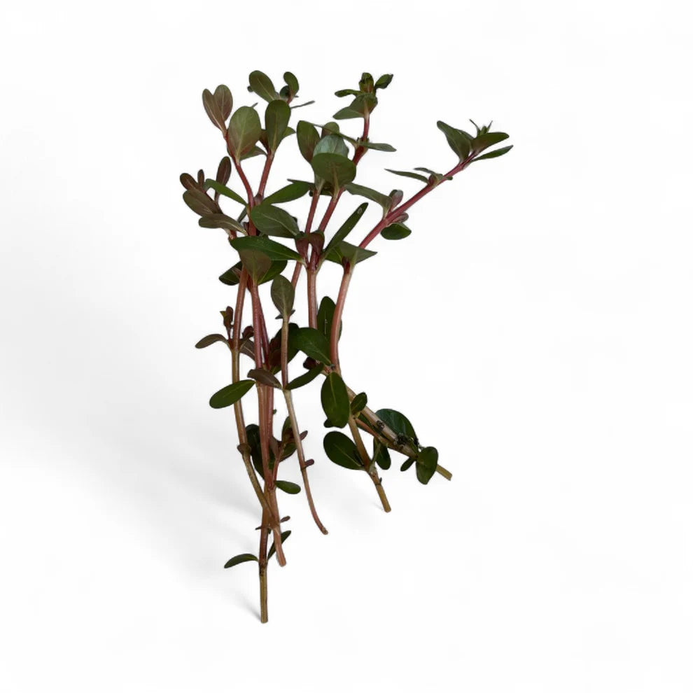 Rotala Orange Juice
