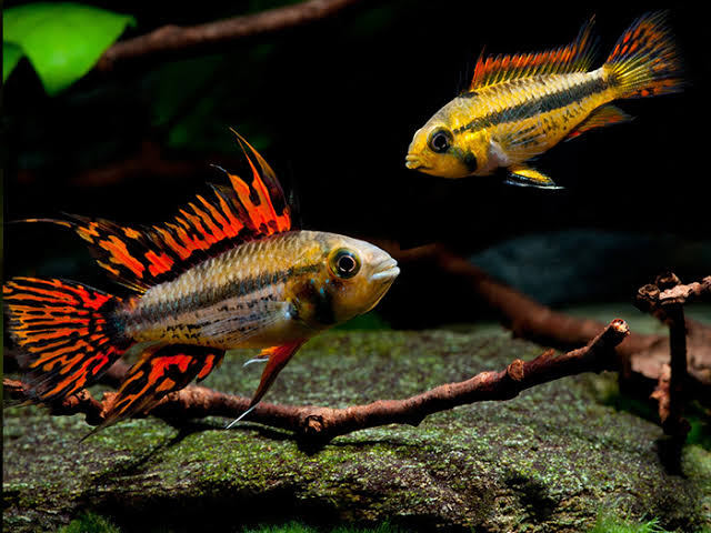 Apistogramma caucatuoides Double Red Pair 3cm