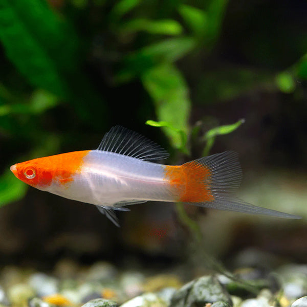 Santa Claus Swordtail 4-5cm