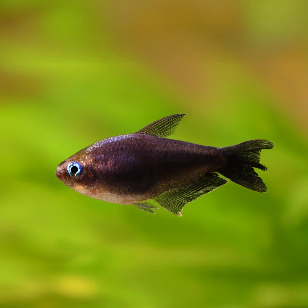 Black Emperor Tetra 2-3cm