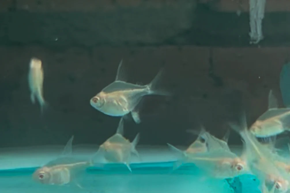 Albino Balloon Lemon Tetra 3cm