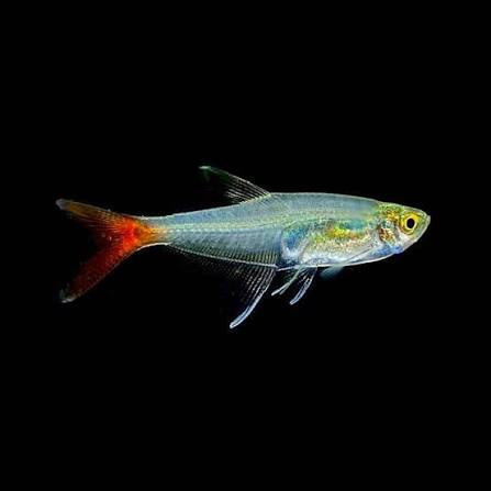 Bloodfin Tetra 2-3cm