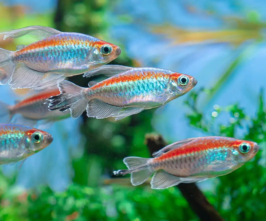 Congo Tetra Male 5cm