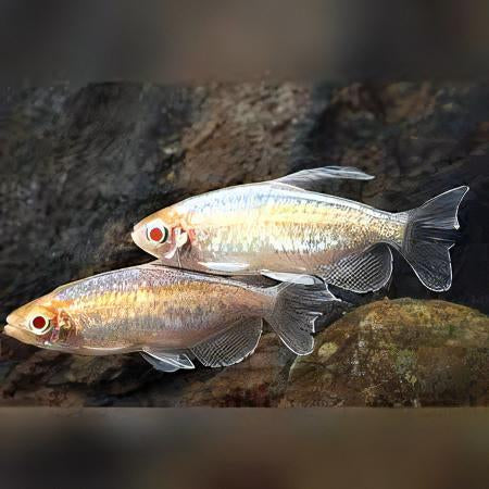 Albino Congo Tetra 5cm