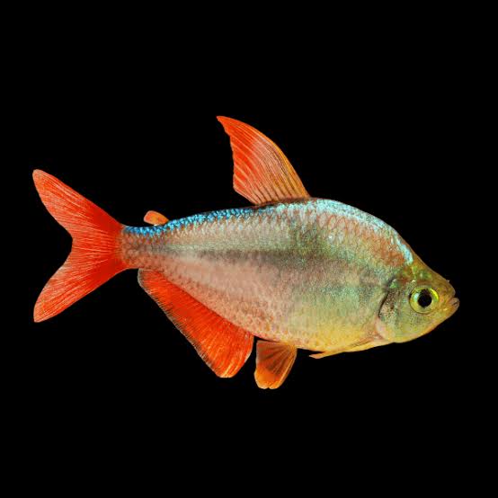 Colombian Red Fin Tetra 3cm