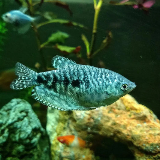 Blue Gourami 4-5cm