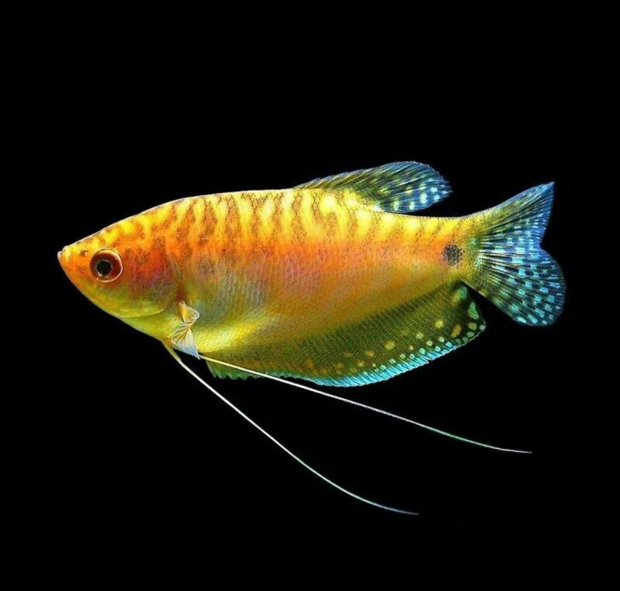 Gold Gourami 4-5cm