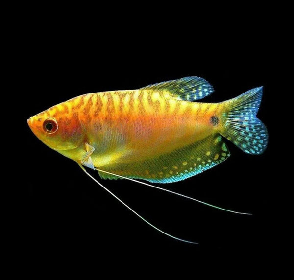 Gold Gourami 4-5cm