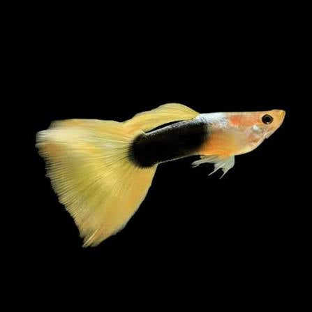 Yellow Tuxedo Male Guppy 3cm