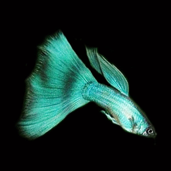 Green Moscow Male Guppy 3cm