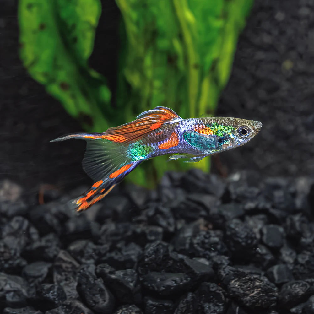 Scissortail Male Guppy 3cm