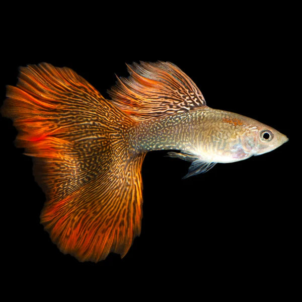 Red Lace Snakeskin Guppy Pair 3cm