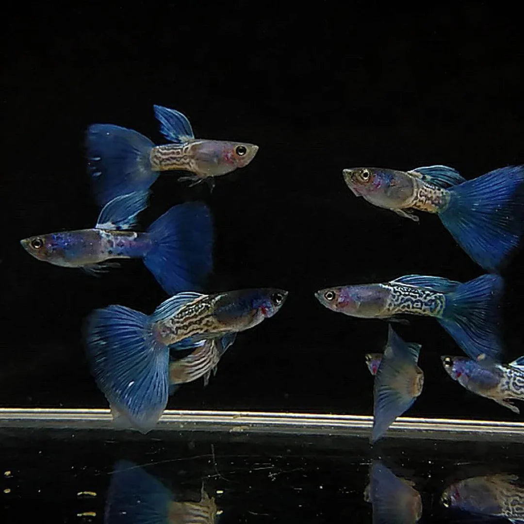 Blue Lace Snakeskin Guppy Pair 3cm