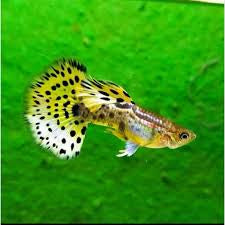 Yellow Tiger Guppy Pair 3cm