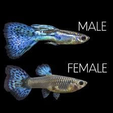 Blue Grass Guppy Pair 3cm