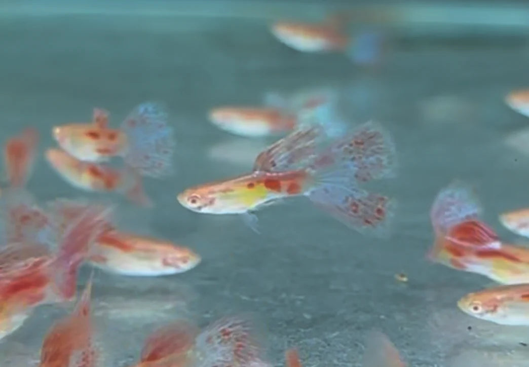 Albino Pink Grass Guppy Pair 3cm