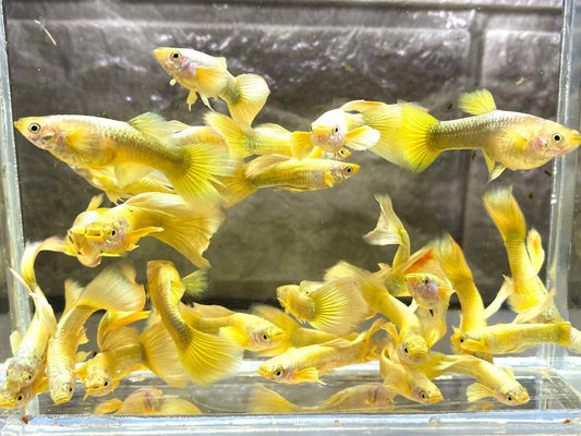 24k Gold Guppy Pair 3cm