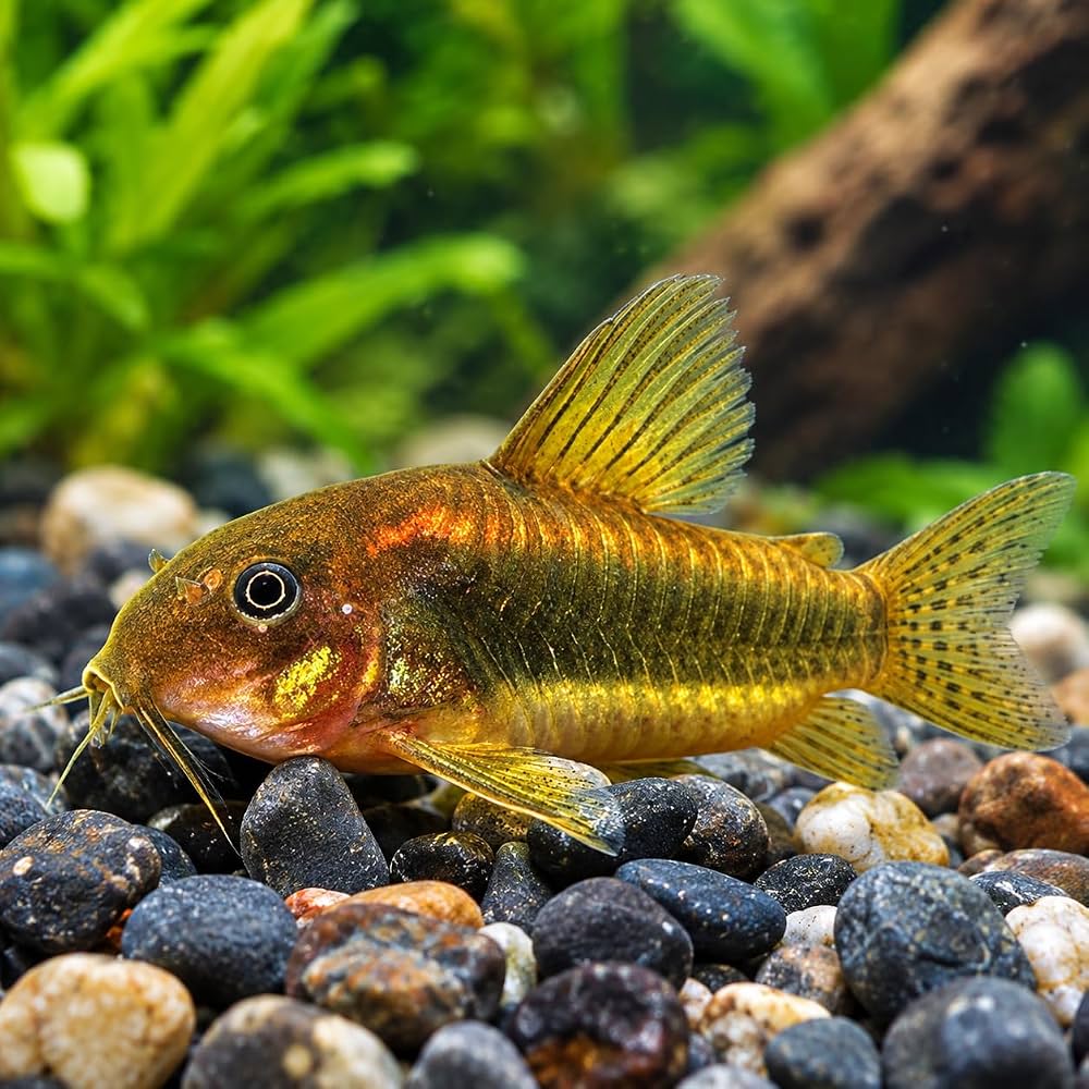 Corydoras Gold Laser 3cm