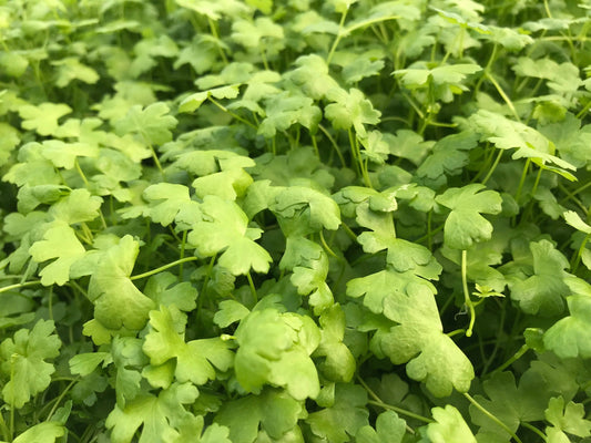Hydrocotyle tripartita" mini japan'