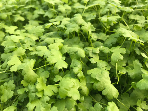 Hydrocotyle tripartita" mini japan'