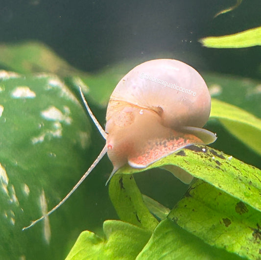 Ivory Mystery Snail - Algae Eating Aquarium Fish Tank Cleanup Crew