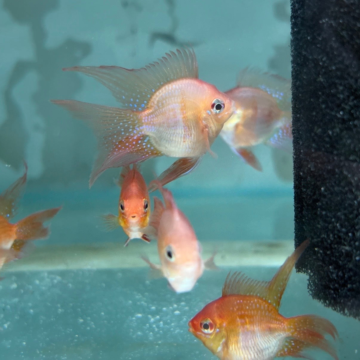 Long Fin Red Balloon Ram (RARE)