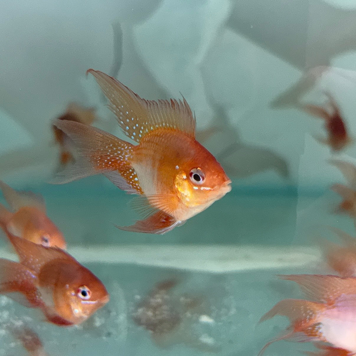 Long Fin Red Balloon Ram (RARE)