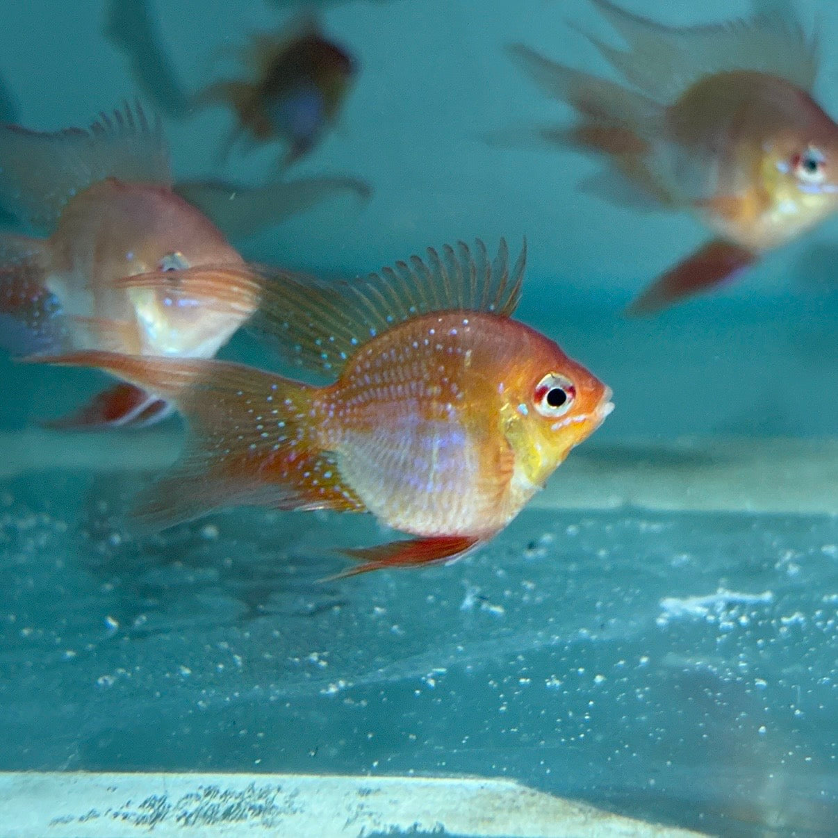 Long Fin Red Balloon Ram (RARE)