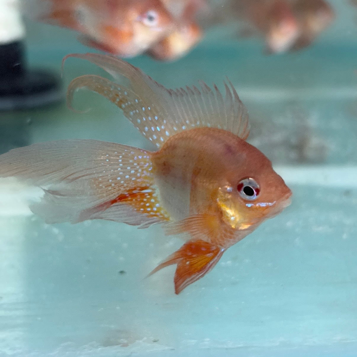 Long Fin Red Balloon Ram (RARE)