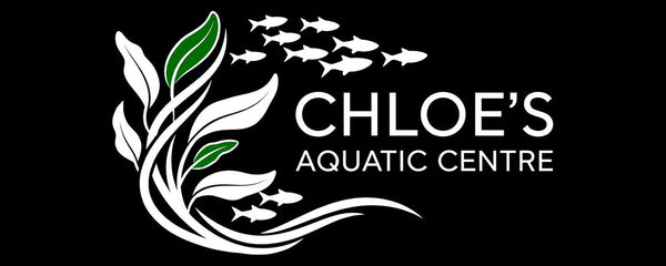 Chloe's Aquatic Centre