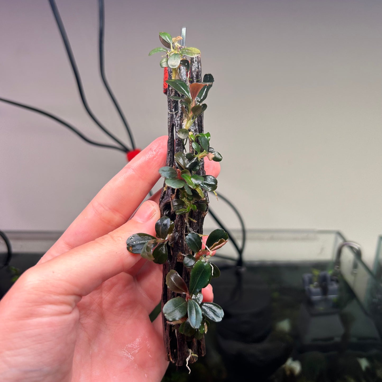 Bucephalandra Neo On 15cm Cholla (Emersed Grown)