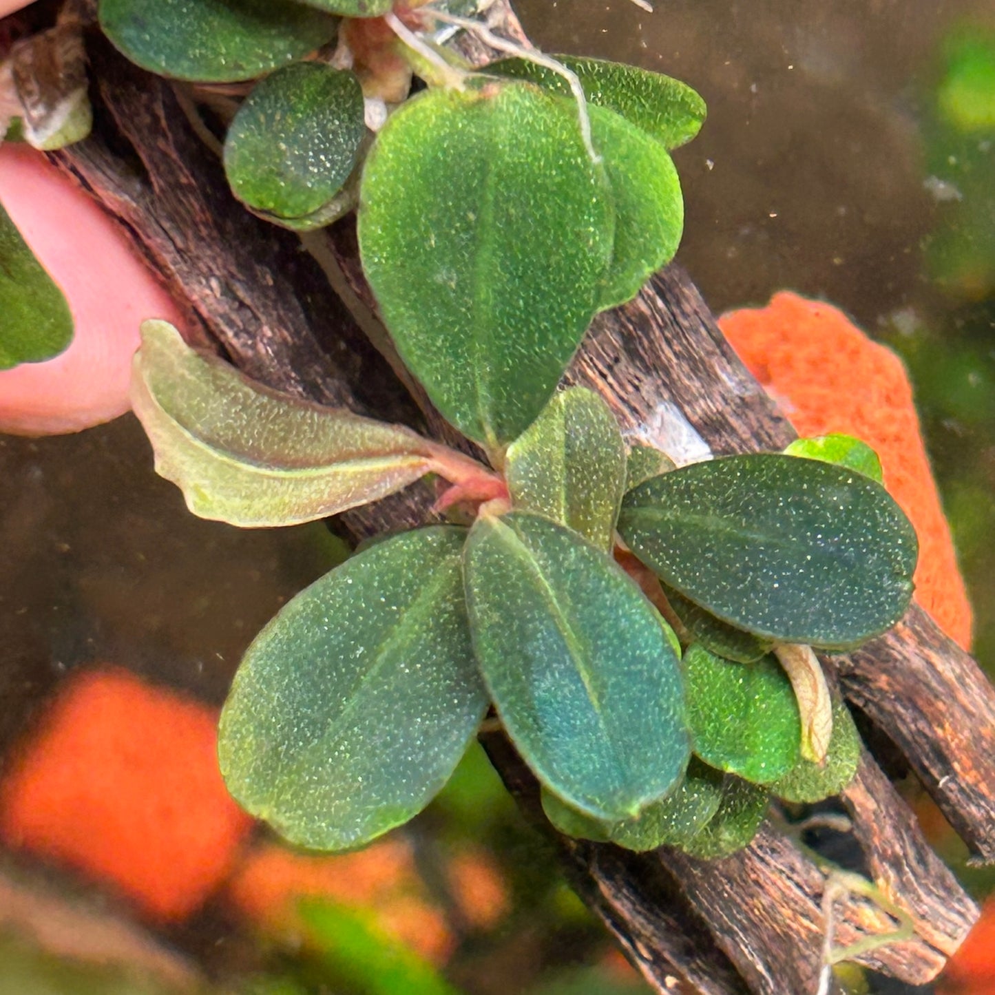 Bucephalandra Neo On 15cm Cholla (Emersed Grown)