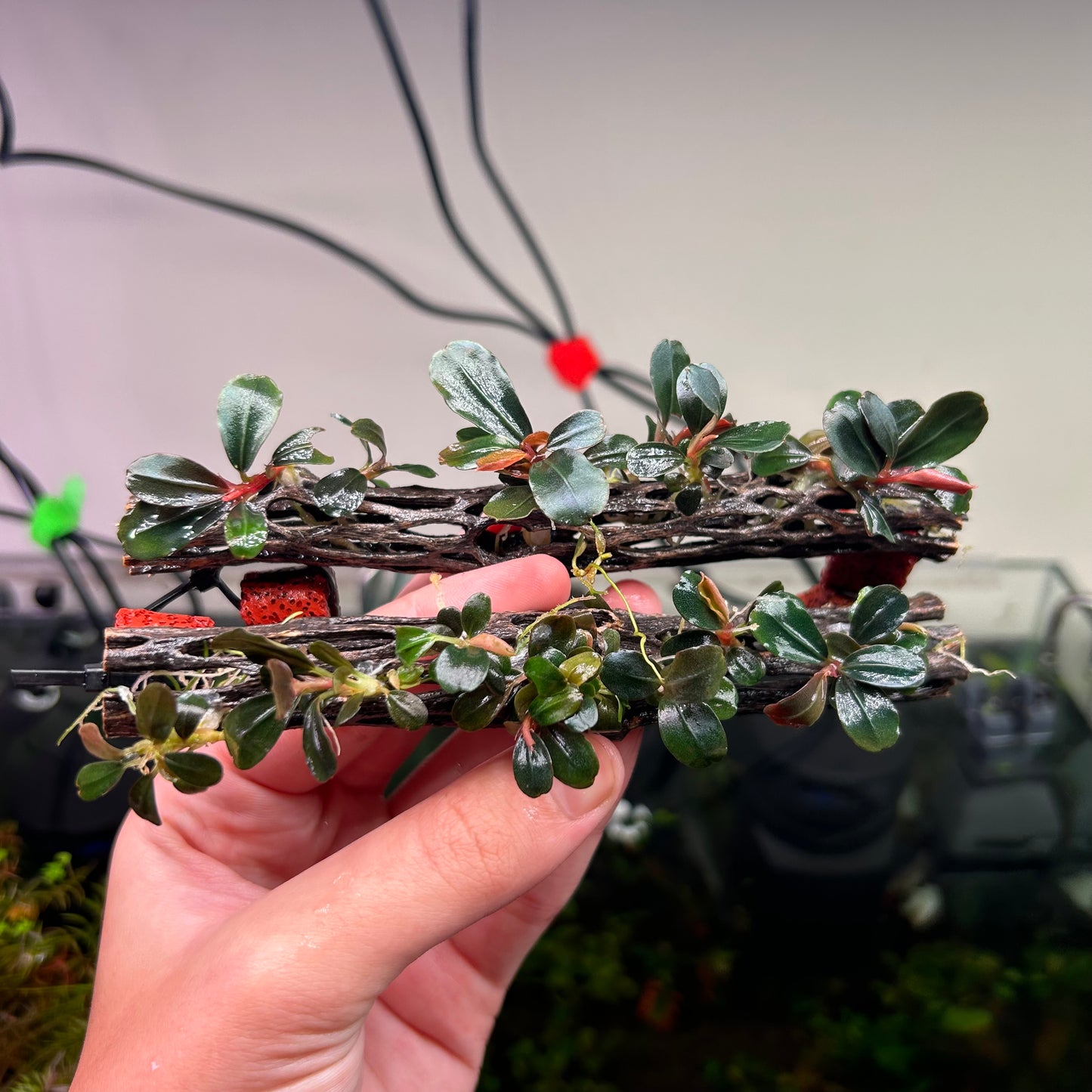 Bucephalandra Neo On 15cm Cholla (Emersed Grown)