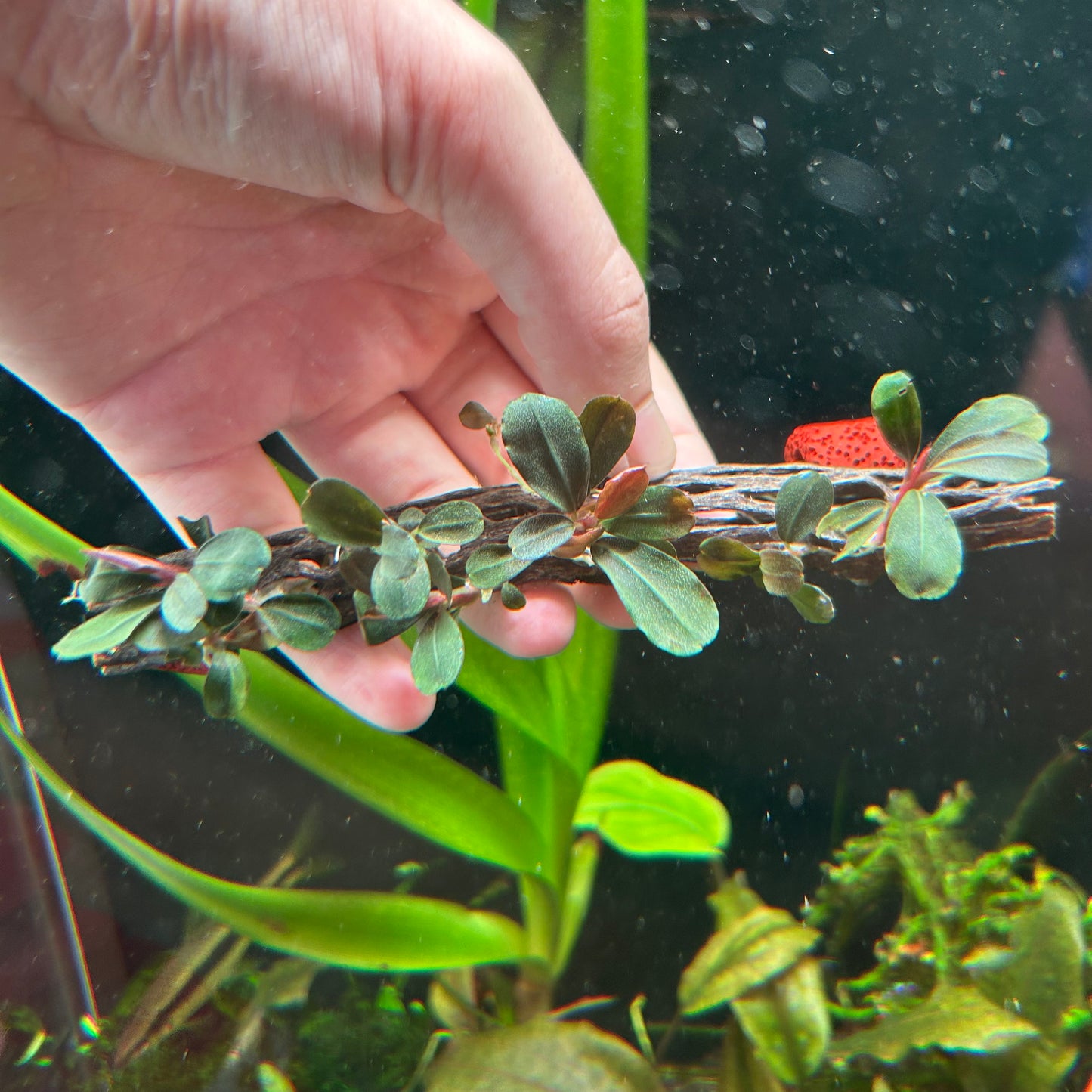 Bucephalandra Neo On 15cm Cholla (Emersed Grown)