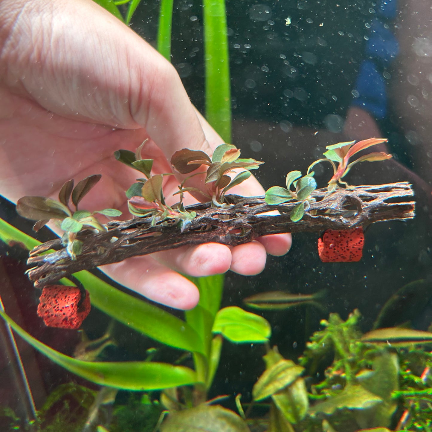 Bucephalandra Neo On 15cm Cholla (Emersed Grown)