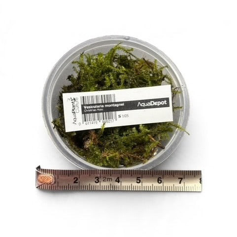 Christmas Moss Cup (Special Offer)