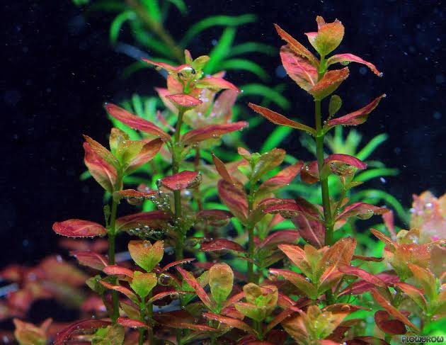Cuphea anagalloidea
