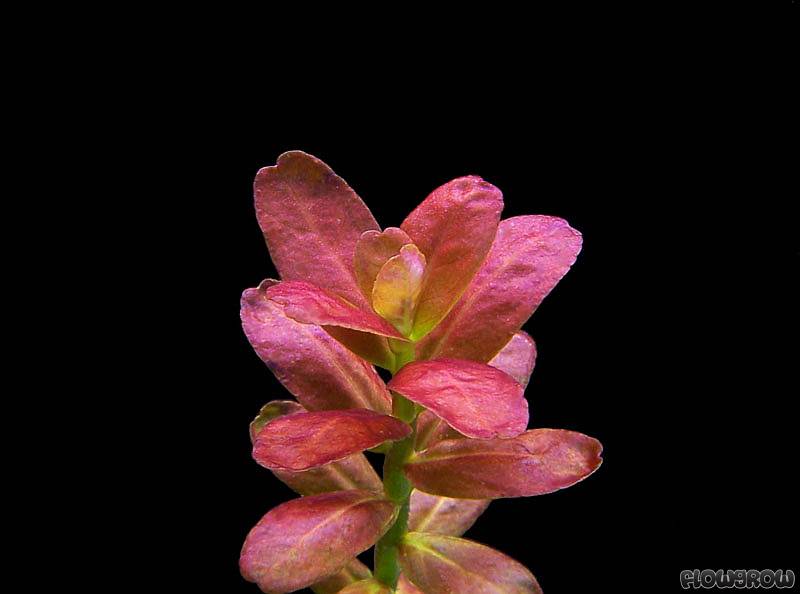Cuphea anagalloidea