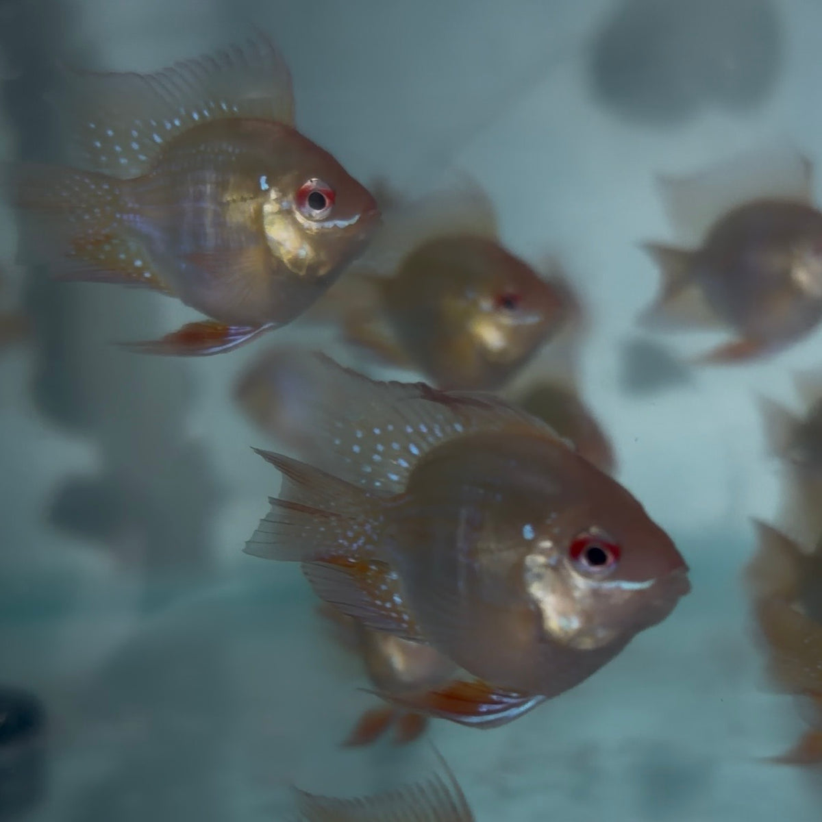 Gold Balloon Ram  3cm